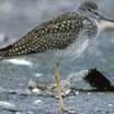 Greater Yellowlegs